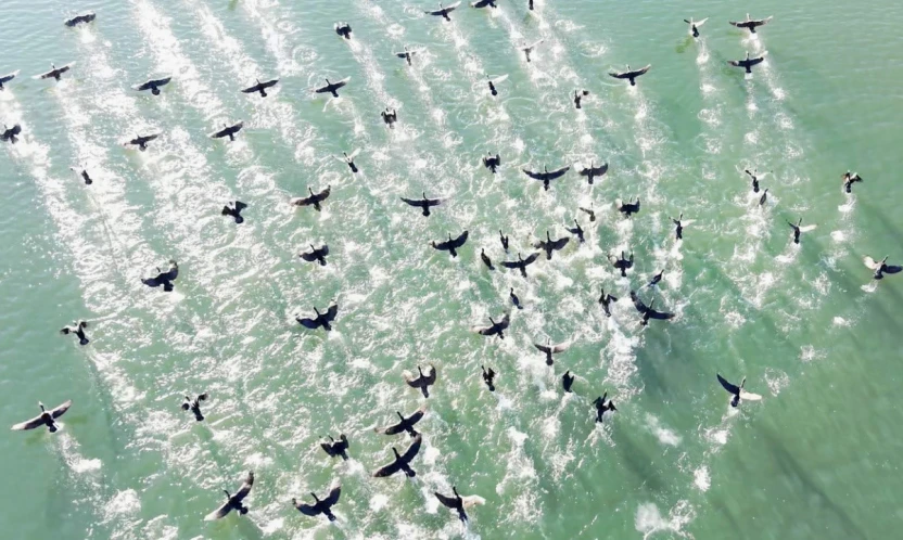 Elazığ'da soğuk havada doğanın sessiz misafirleri kara bataklar
