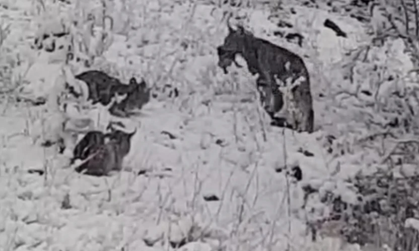 Elazığ'da vaşak ailesi görüntülendi