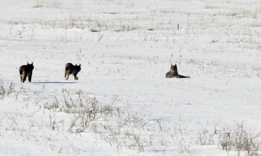 Elazığ'da vaşak ailesi görüntülendi
