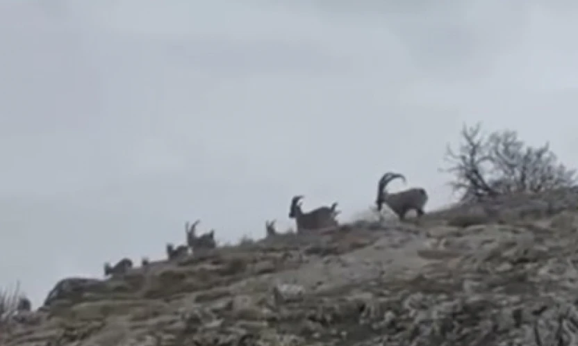 Elazığ'da yaban keçileri sürü halinde görüntülendi