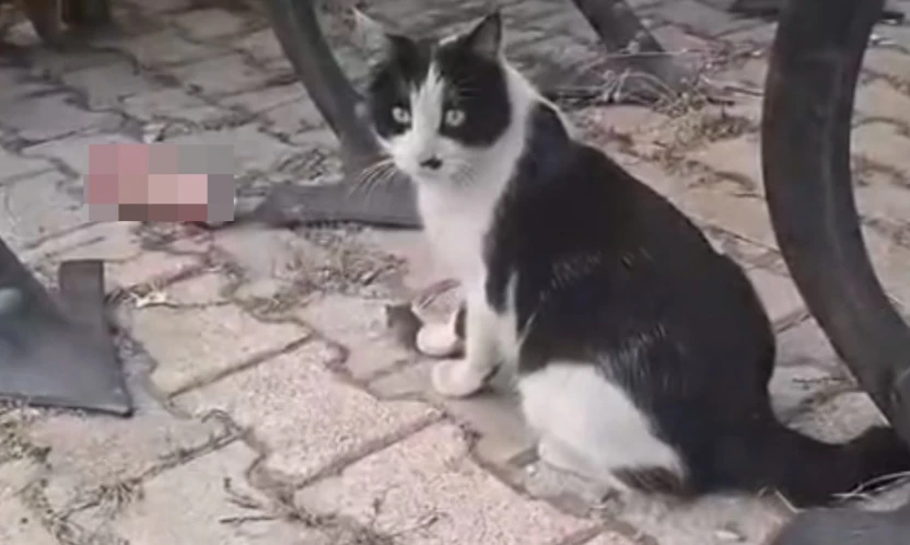 Elazığ'da yakaladığı fareyle oynayan kedi kamerada
