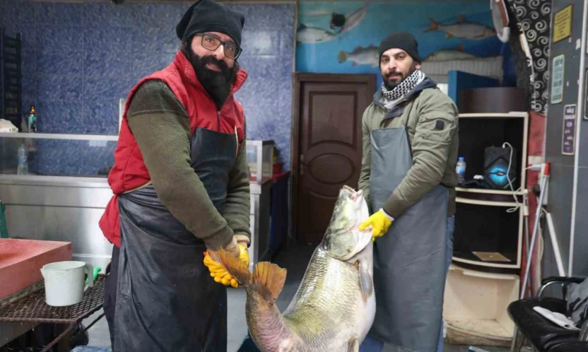 Elazığ'da yakalanan 78 kilogram ağırlığındaki turna balığını iki kişi zor taşıdı