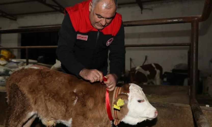 Elazığ'da yılın ilk buzağısına 'Bereket' adı verildi