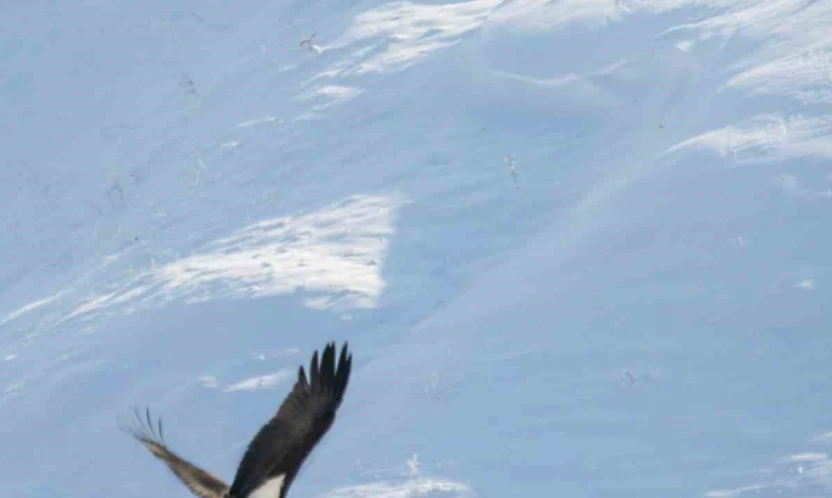Göç etmeyi unutan kara leylekler Elazığ'da görüldü