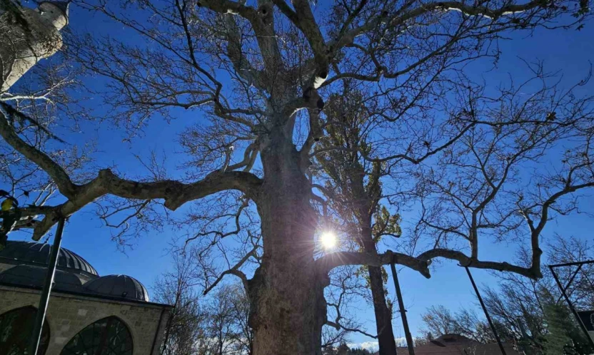 Harput'un 3 asırlık çınarı yıllara meydan okuyor