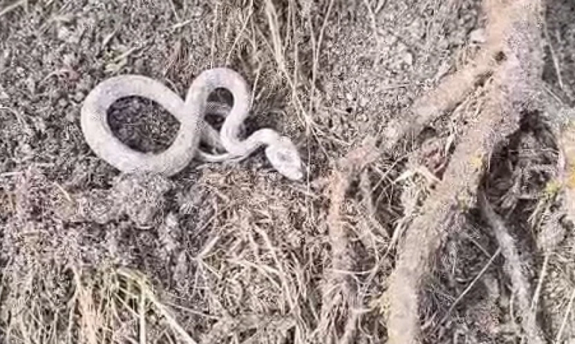 Kış uykusuna yatmayan yılan kameralara yansıdı