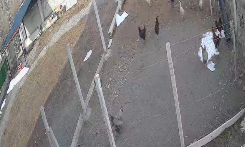 Kümese giren tilki tavuğu alıp götürdü: O anlar kamerada