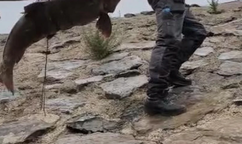 Nehirde yakalanan 60 kiloluk dev turna balığını, çam sırığına bağlayıp taşıdılar