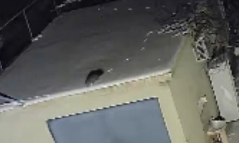 Nesli tükenme tehlikesi altında olan sansar görüntülendi