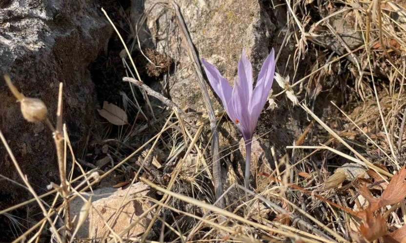 Ölbe Vadisi'nde sonbaharda nadir çiğdemler görüntülendi