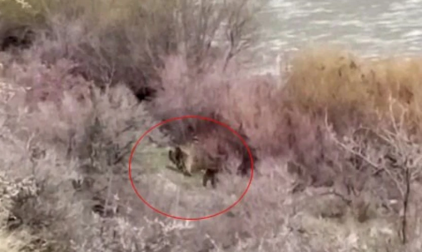 Palu'da balıkçının karşısına ayı ve yavrusu çıktı