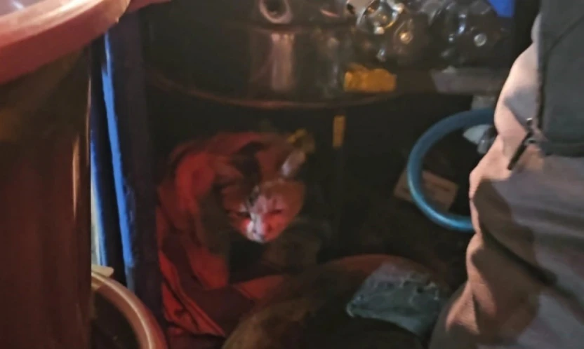 Sokak kedisine üşümesin diye kestane kazanının yanında bakıyor