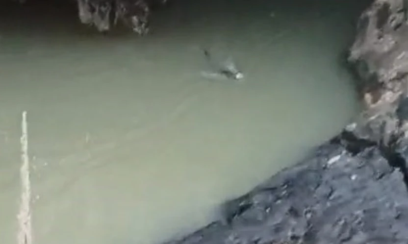 Su samuru balık avlarken görüntülendi