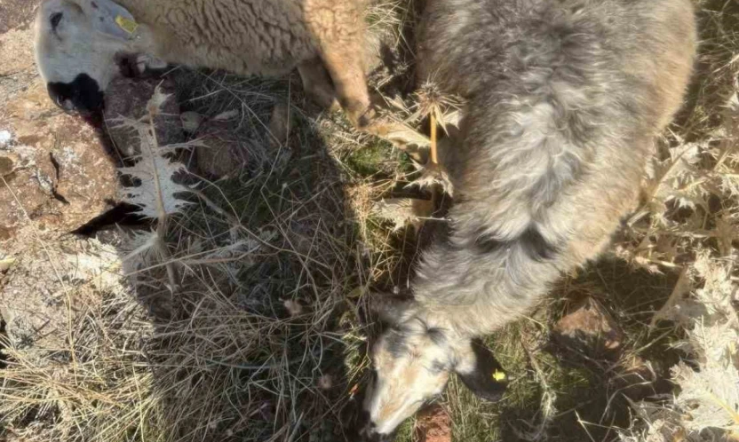 Sürüden ayrılan koyunları kurt kaptı: 28 koyun telef oldu