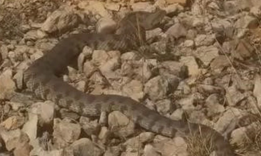 Tek ısırığı bir insanı öldürmeye yeten dev engerek yılanı görüntülendi