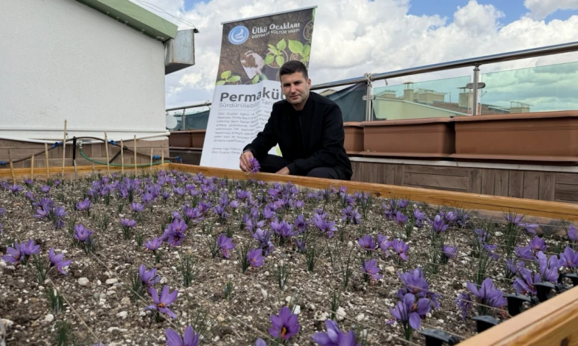 Ülkü Ocakları Genel Merkezi'nin Terasında Safran Hasadı