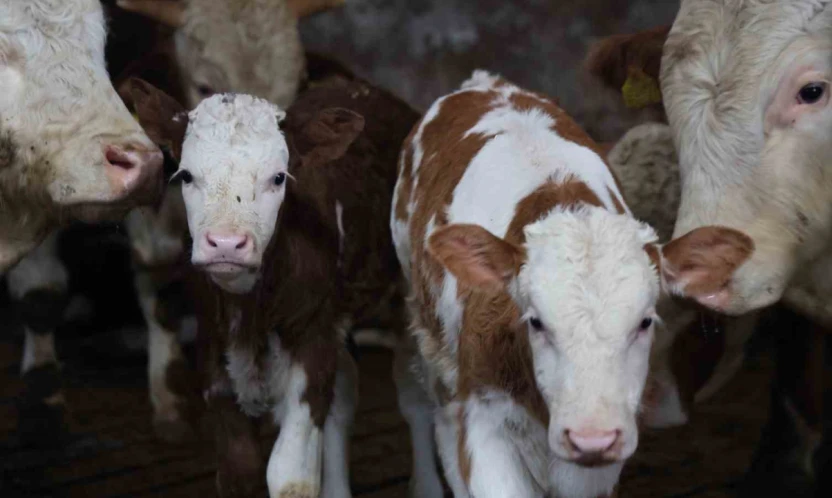 Yıl bitmeden gelen çifte mutluluk: Üreticinin ikiz buzağı sevinci