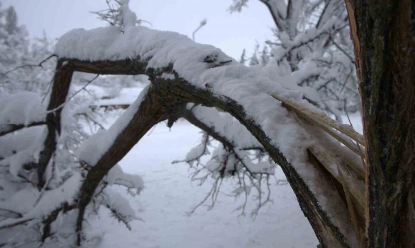 Yoğun kar yağışı Harput'ta çok sayıda ağacın dallarını kırdı